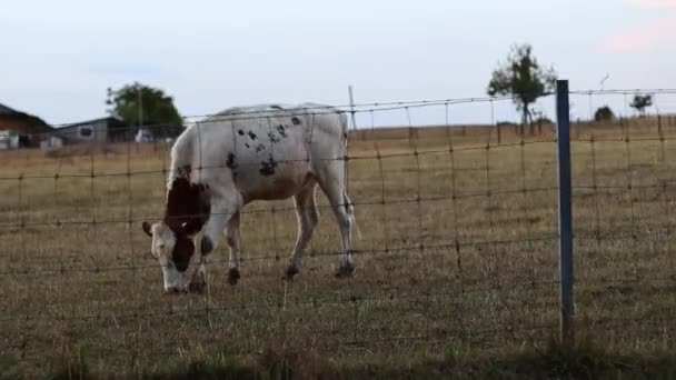 夕方の日没時に農場のワイヤーフェンスの後ろのフィールドでフリーレンジの斑点牛を放牧 スローモーションでクローズアップ側のビュー — ストック動画