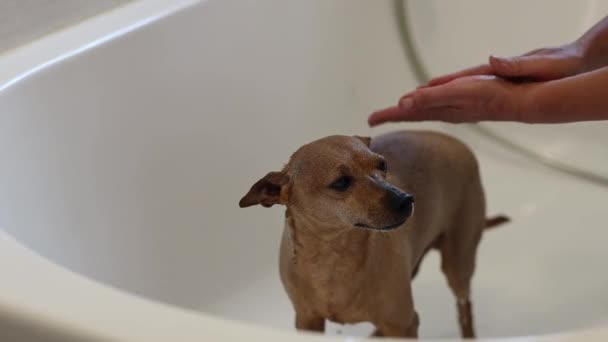Pinscher Miniatura Marrom Bonito Molhado Está Banheiro Tomando Banho Mãos — Vídeo de Stock