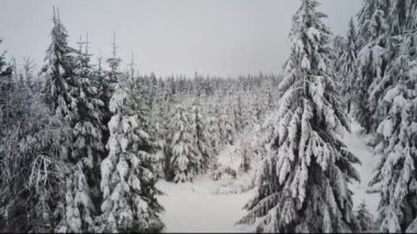 Kışın güzel panoramik manzarası. Karlı orman kozalaklı arazi. Belçika 'da bir doğa rezervi..