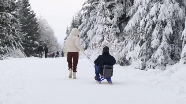 後ろから来た若い白人の少女は ベルギーの自然保護区の冬の森の雪道に沿ってそりに座っている男に乗って クローズアップ側の景色 冬の休日の概念 現代的なライフスタイル — ストック動画