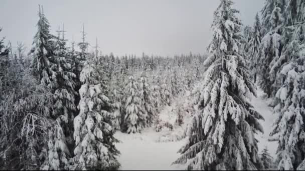 Beautiful Panoramic View Winter Snowy Forest Coniferous Landscape Nature Reserve — Αρχείο Βίντεο