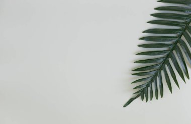One palm tree branches on the left on a light gray background with copy space on the right, flat lay close-up. Earth day concept, recycling, pollution, backgrounds and wallpapers.
