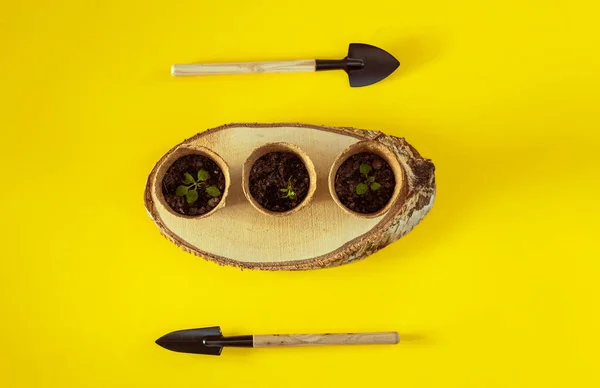 Three cardboard cups with soil and sprouts stand on a wooden saw cut with garden shovels on the sides on a yellow background, flat lay close-up. The concept of gardening, sowing seeds.