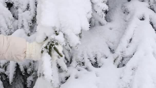 Рука Молодой Девушки Белой Рубашке Вязаных Варежках Стряхивает Снег Ветвей — стоковое видео