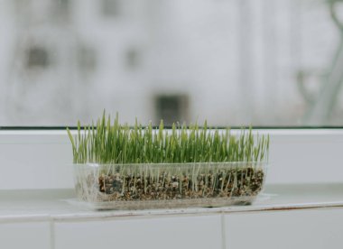 Şeffaf plastik bir kabın içindeki yulaflar beyaz fayanslı pencere pervazında toynakla kaplanmış, alan derinliği ve bulanık arka plan, yakın görüş. Bahçe konsepti.