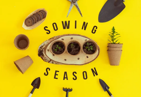 Three cardboard cups with soil and sprouts stand on a wooden saw cut, gardening tools and an inscription of black wooden letters - sowing season, lie on a yellow background with copy space, flat lay close-up. Concept gardening, sowing seeds.