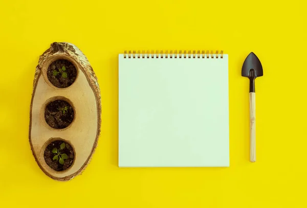 Three cardboard cups with soil and sprouts stand on a wooden saw cut empty white notebook and a garden shovel lie on a yellow background with copy space, flat lay close-up. The concept of gardening, sowing seeds.