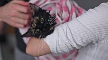 Kafkasyalı genç bir adamın elleri havluyla kurudu. Bir kedinin ıslak kafası. Arka taraftan genç bir kız tarafından tutuldu..