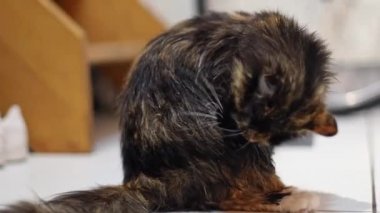 Güzel, ıslak, üç renkli, siyah bir kedi duş aldıktan sonra ıslak kürkünü pembe bir dille yalarken, oturma odasındaki beyaz fayanslı zeminde, ahşap bir merdivenin bulanık arka planına, yavaş çekimde yan görüntüye bakar..