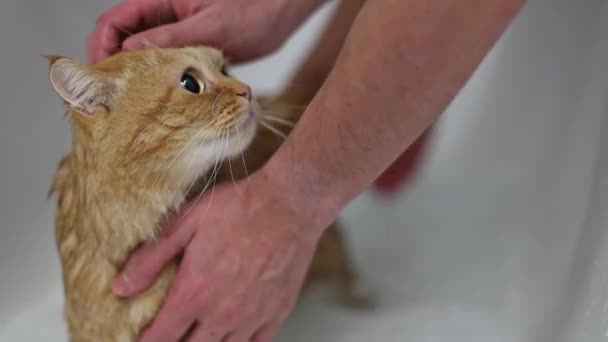 Hands Young Caucasian Guy Hold Frightened Ginger Thoroughbred Cat Standing — Stock Video
