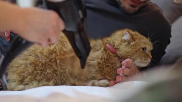 Ung Stilig Kaukasier Håller Våt Ingefära Renrasig Brittisk Katt Och — Stockvideo