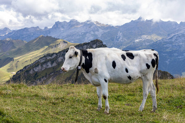 A black and white spotted cow with a bell around her neck rests standing on a green meadow against the backdrop of mountains and a sky with clouds on a sunny summer day in Switzerland, close-up side view.