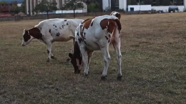 黄昏时分 斑斑的奶牛从后面平静地吃着自由放养的草 在农场的田里吃着草 缓缓地侧视着近景 — 图库视频影像