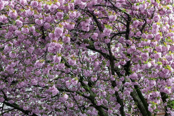 Hermoso Fondo Flores Ramas Sakura Con Delicadas Flores Color Rosa —  Fotos de Stock