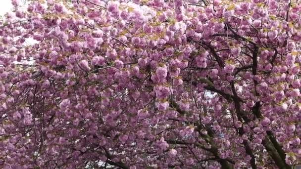 Prachtig Uitzicht Bloeiende Takken Met Zachte Roze Sakura Bloemen Zwaaiend — Stockvideo
