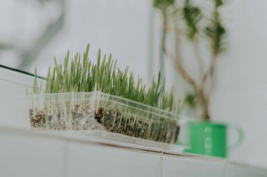 Yeşil vazoda çiçekli, şeffaf plastik bir kabın içindeki yulaflı yulaflar, tarlanın derinliği ve aşağıdan yakın plan bulanık bir manzarayla beyaz kiremitli pencere eşiğinde duruyor. Bahçe konsepti.