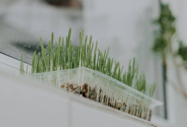 Çeşnili yulaflar, şeffaf plastik bir kapta, pencere pervazında duruyor. Arazinin derinliği ve aşağıdan görülemeyen bulanık bir arka plan. Bahçe konsepti.