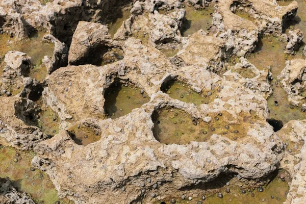 암석의 아름다운 배경에 구멍이 과작은 조개들이 있으며 측면을 수있습니다 개념적 — 스톡 사진