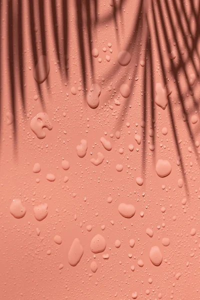 Розовый Фон Колючками Большими Маленькими Каплями Воды Тенью Пальмовой Ветки — стоковое фото