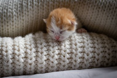 Bir kızıl saçlı, beyaz benekli yeni doğmuş kedi yavrusu yatakta örülmüş iki süveterin arasında uyuyor, yan manzara, yakın çekim. Hayvan yaşam tarzı kavramı.