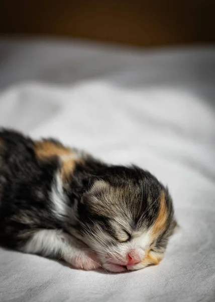 stock image Three-colored newborn kitten sleeps sweetly lying on a white sheet in a cardboard box, close-up side view.Pets lifestyle concept.