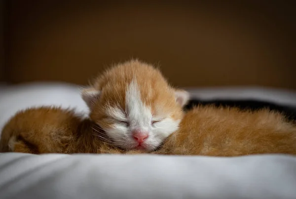 Ingwerneugeborenes Kätzchen Schläft Süß Auf Der Zweiten Katze Die Auf — Stockfoto