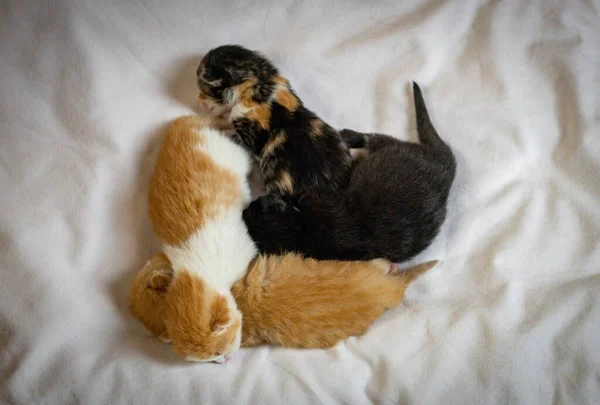 Four Newborn Kittens Sleep Sweetly Lying White Sheet Flat Lay — Stock Photo, Image