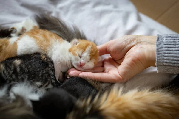 캅카스 소녀의 달콤하고 귀여운 점박이 새끼를 만진다 고양이는 침대에 의생활 — 스톡 사진