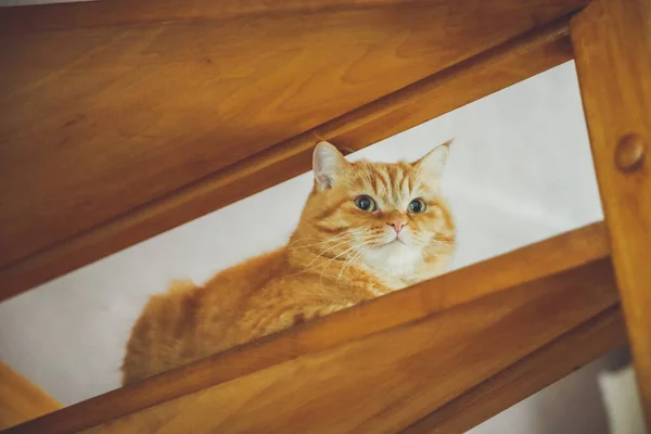 Eine Rote Vollblutkatze Sitzt Auf Einer Hölzernen Treppe Raum Und — Stockfoto