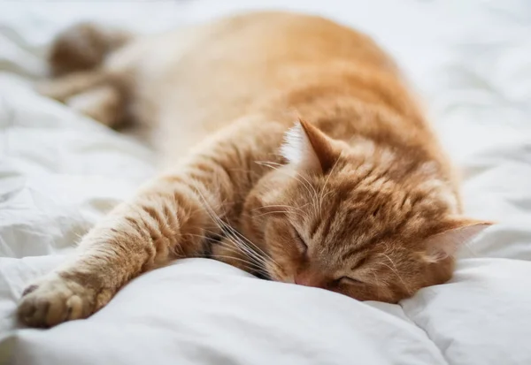 Портрет Червоної Породистої Кішки Спить Лапою Витягнутою Вперед Білому Ковдрі — стокове фото