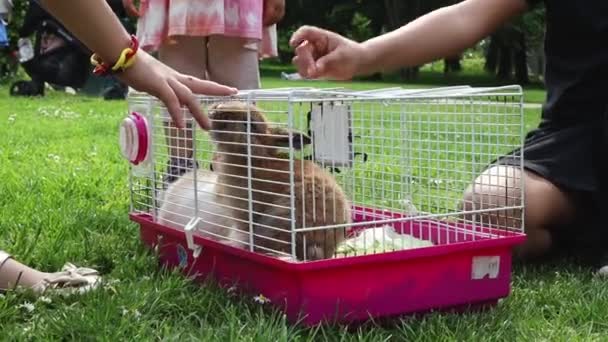 Niños Caucásicos Jugando Con Dos Pequeños Conejos Una Jaula Sentados — Vídeo de stock