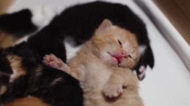 Tatlı, uyuyan, yeni doğmuş, dilinden sarkan ve pençeleri yatakta seğiren sevimli bir kızıl kedi yavrusu. Hayvan yaşam tarzı kavramı.