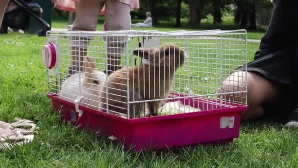 Caucasian Children Playing Two Small Rabbits Cage Sitting Park Summer — Stock Video