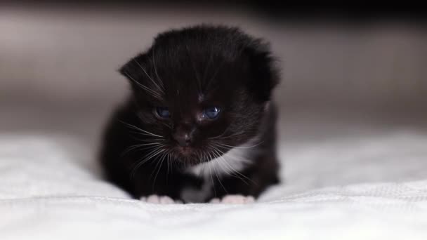 Küçük Siyah Mavi Gözlü Bir Bebek Beyaz Bıyıklı Bir Kedi — Stok video