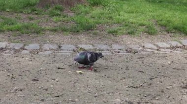 Bir kaya güvercini, halka açık bir parkta yerdeki patates cipsini parça parça gagalıyor. Kuş yaşam konsepti.