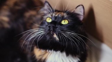 Yeşil gözlü, güzel, pofuduk, üç renkli bir kedi yatakta otururken kameraya sihirli bir şekilde bakar. Hayvan yaşam tarzı kavramı.