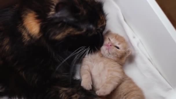 Fluffig Tricolor Mor Katt Slickar Liten Nyfödd Ingefära Kattunge Liggande — Stockvideo