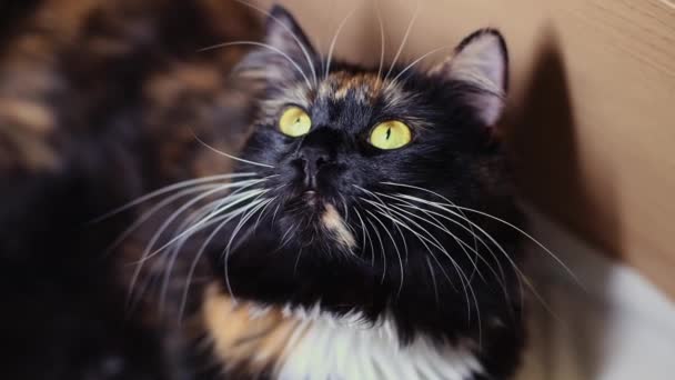 Egy Gyönyörű Bolyhos Trikolor Fajtiszta Macska Zöld Szemekkel Néz Varázslatosan — Stock videók