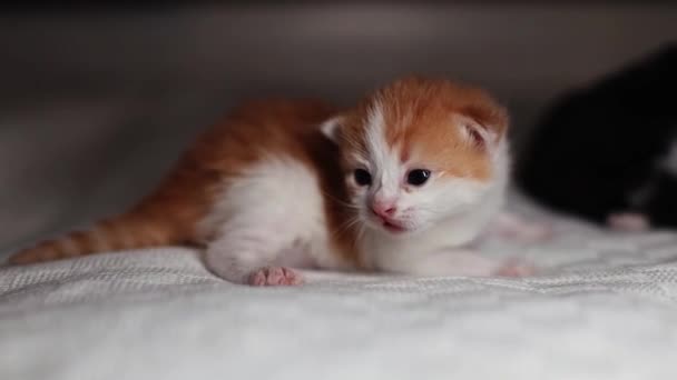 Pequeño Gatito Blanco Jengibre Recién Nacido Maullando Buscando Gato Madre — Vídeo de stock