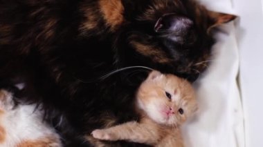 Güzel bir pofuduk kırmızı safkan kedi yavrusu pençelerini uyuyan anne kedinin kollarında sallar, yakın plan. Hayvan yaşam tarzı kavramı.