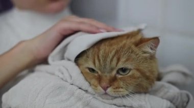 Beyaz balıkçı yaka yakalı genç beyaz bir kızın elleri havluya sarılı kırmızı bir kedi tutuyor ve kafasını yavaş çekimde kurutuyor..