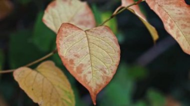 Bir dalda sonbahar sarı yaprakları. Rüzgâr sonbahar yapraklarını sallıyor. Sonbahar dönemi geçmişi. Güneşli bir sonbahar gününde rüzgarda sallanan sakin yeşillik manzarası.