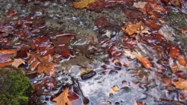 Небольшой Ручей Чистой Водой Текущей Среди Ярко Желто Коричневых Осенних — стоковое видео