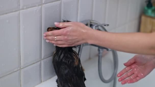 湿透了的黑猫用爪子紧紧抓住浴室里的瓷墙 一个年轻的高加索女孩正在洗手 动作缓慢 近视侧影 — 图库视频影像