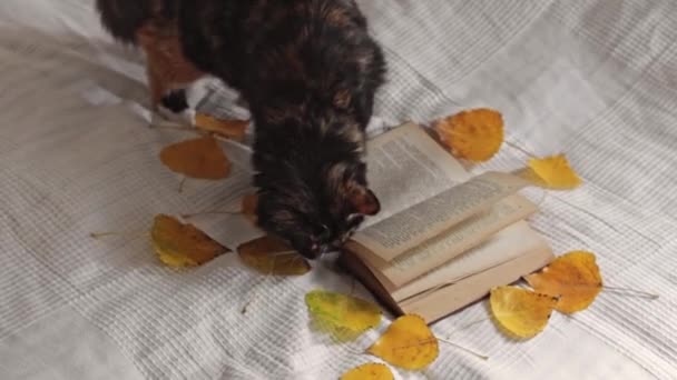 Piękny Kot Czystej Krwi Tricolor Grający Polowanie Otwartą Książką Siedząc — Wideo stockowe