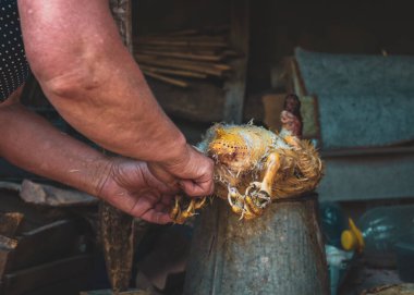 Tanınamayan orta yaşlı beyaz bir kadın, doğranmış bir ördeğin tüylerini koparıp yemek pişirmek için hazırlıyor. Bir yaz akşamı, bir ahırda dikilirken, yakın çekimde....