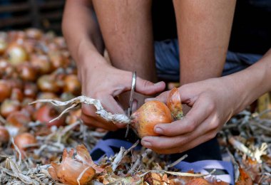 Tanınmayan beyaz bir çocuk, küçük bir bankta oturuyor, soğanı makasla soyuyor, kışın depolamak için hazırlıyor, bir yaz akşamı, yakın çekimde..