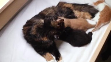 Üç renkli tüylü ve safkan bir kedi anne, beyaz bir yatakta, tahta bir kutunun içinde, yakın plan çekimde süt içerken yeni doğmuş yavrularını yalıyor..