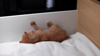 Tahta bir yatak kutusunda uzanmış, patileriyle oynayan yeni doğmuş sevimli bir kızıl kedi yavrusu..