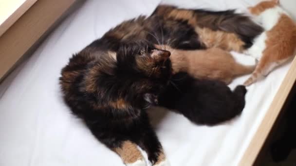 Tricolor Pufos Pufos Pisică Mamă Își Linge Puii Nou Născuți — Videoclip de stoc